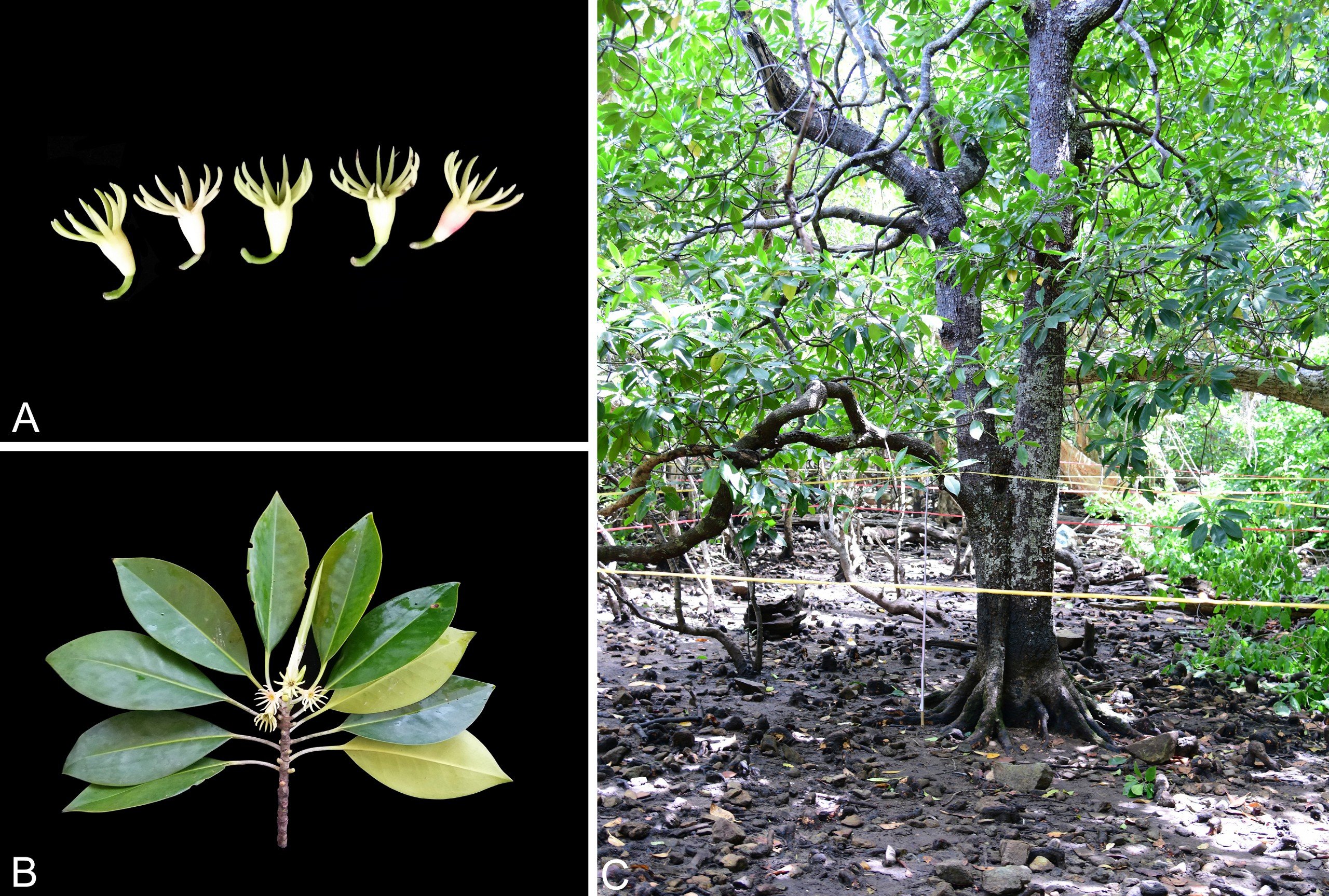 Giải mã hệ gen lục lạp hoàn chỉnh loài Vẹt haiensii (Bruguiera hainesii C.G.Rogers 1919) ở Vườn quốc gia Côn Đảo